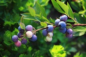 Μύρτιλο Blueberry